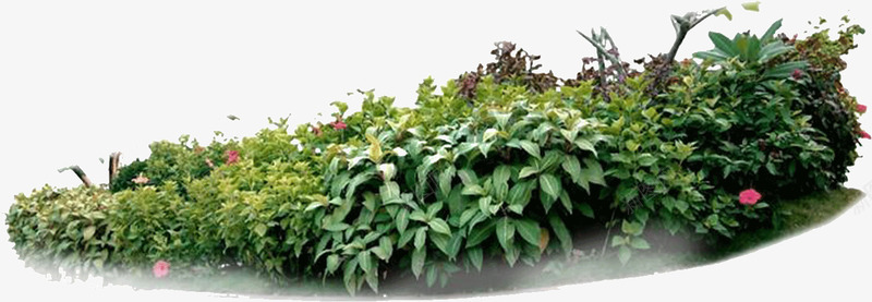家里的花园png免抠素材_新图网 https://ixintu.com 家里 植物 花园