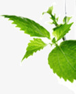 薄荷草png免抠素材_新图网 https://ixintu.com 叶子 草 薄荷草