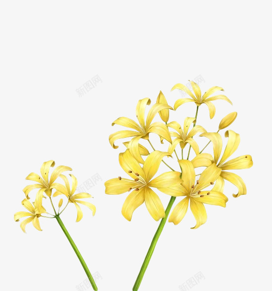 盛开的黄色小花手绘海报背景png免抠素材_新图网 https://ixintu.com 小花 手绘 海报 盛开 背景 黄色