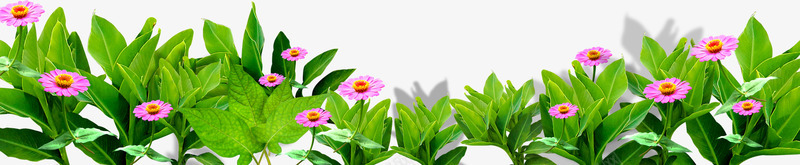 粉色花朵户外美景png免抠素材_新图网 https://ixintu.com 户外 粉色 美景 花朵
