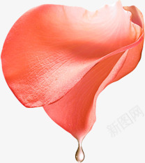 新鲜花瓣露珠节日png免抠素材_新图网 https://ixintu.com 新鲜 节日 花瓣 露珠