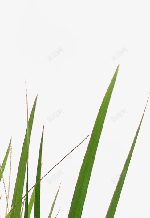 纯色背景草木植物png免抠素材_新图网 https://ixintu.com 植物 素材 背景 草木
