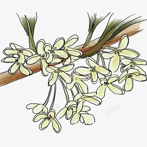 手绘桂花png免抠素材_新图网 https://ixintu.com 写实 手绘 桂花 桂花插画 桂花花瓣 盛开