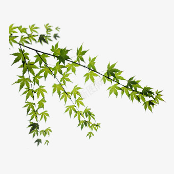 装饰绿树叶png免抠素材_新图网 https://ixintu.com 树叶 活力 环保 生机 绿色 节日 装饰