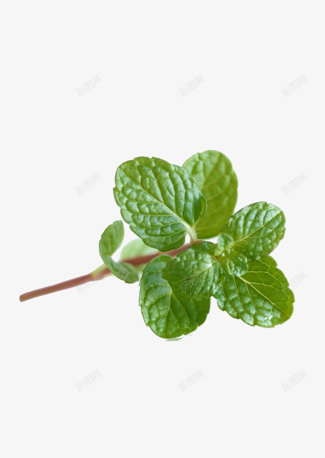 薄荷透明植物装饰png免抠素材_新图网 https://ixintu.com 植物 薄荷 装饰 透明