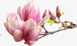 粉色春天桃花盛开素材