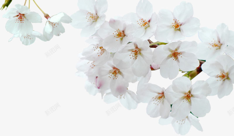 白色盛开花朵美景唯美png免抠素材_新图网 https://ixintu.com 白色 盛开 美景 花朵