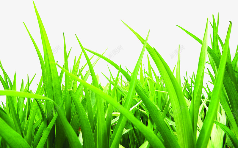 夏日卡通海报植物草丛png免抠素材_新图网 https://ixintu.com 卡通 夏日 植物 海报 草丛