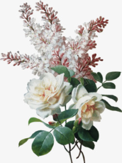 白色盛开花瓣装饰素材