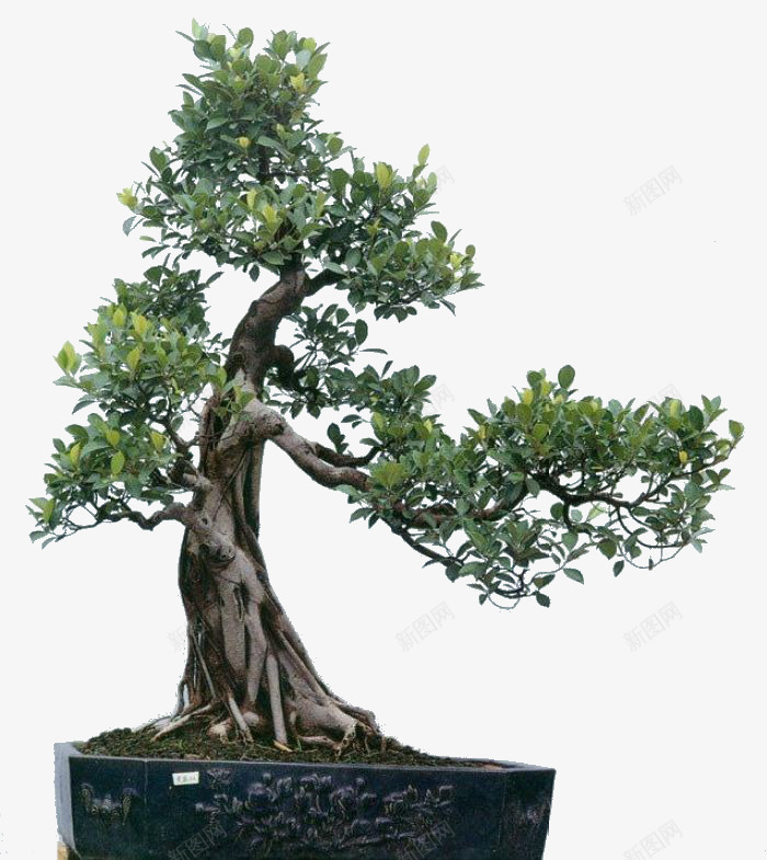 精美花园古榕树盆景景观图png免抠素材_新图网 https://ixintu.com 免抠图 古榕树 景观 榕 盆景 精美 绿化 绿色 花园