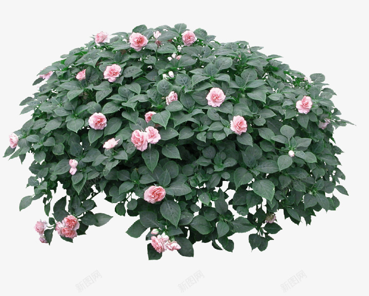 粉色花朵草丛装饰图案png免抠素材_新图网 https://ixintu.com 免抠PNG 粉色 花丛 花朵 草丛 装饰图案