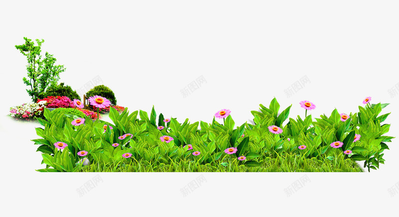非洲菊花丛png免抠素材_新图网 https://ixintu.com 植物 盛开 花丛 花朵 非洲菊