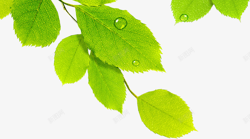 绿色卡通露珠美景树叶png免抠素材_新图网 https://ixintu.com 卡通 树叶 绿色 美景 露珠