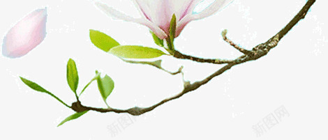 盛开的木兰花png免抠素材_新图网 https://ixintu.com 木兰花 盛开 花卉