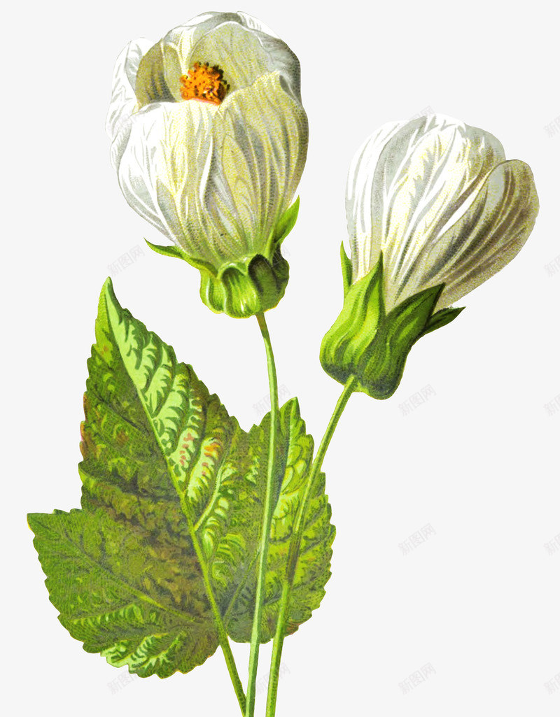 手绘花朵png免抠素材_新图网 https://ixintu.com 写实花卉 彩绘花卉 白色 花卉 花朵