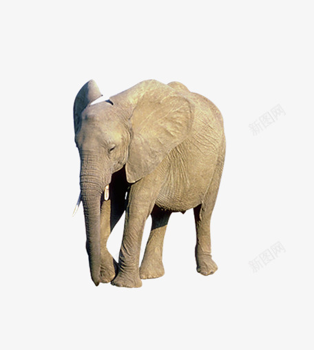灰色大笨象png免抠素材_新图网 https://ixintu.com 动物 大象 活物 生物