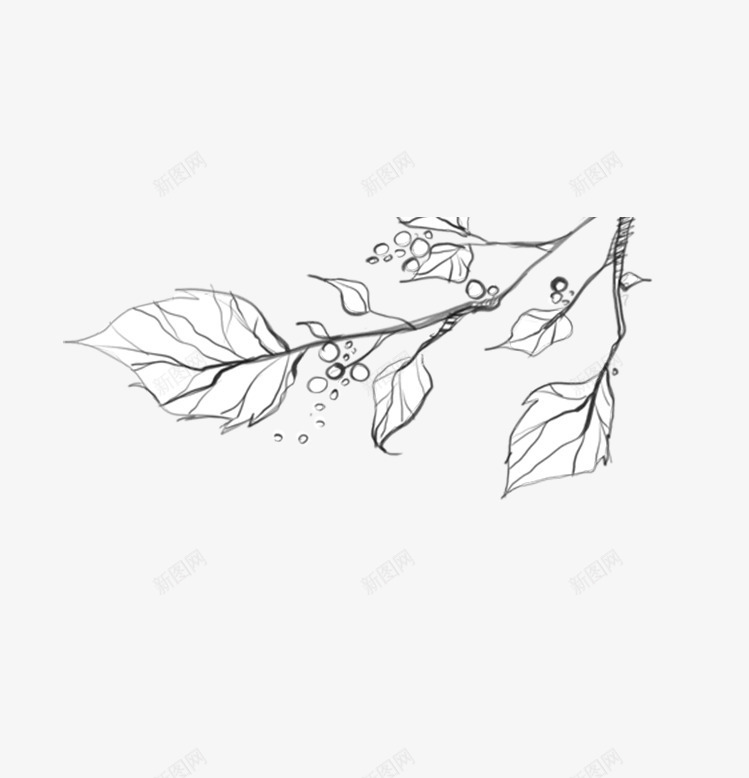 素描树叶png免抠素材_新图网 https://ixintu.com 植物 纯素描 黑色