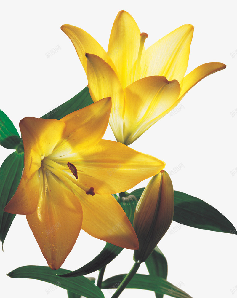 黄色盛开美艳花朵png免抠素材_新图网 https://ixintu.com 盛开 美艳 花朵 黄色