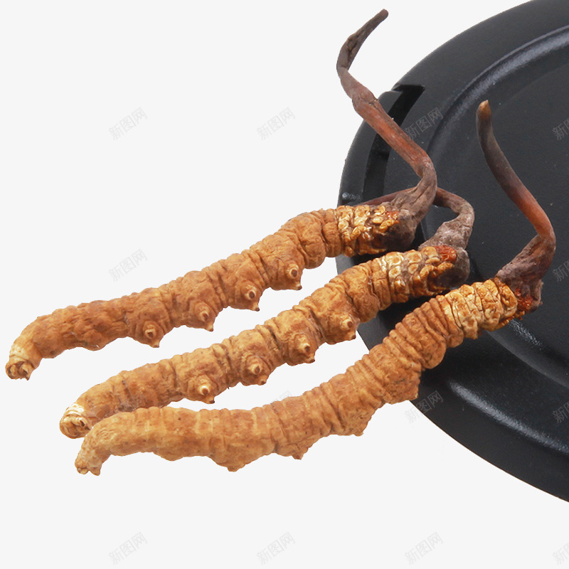 新草冬虫夏草中药材png免抠素材_新图网 https://ixintu.com 中华人民共和国西藏自治区 中国西藏 中药 产品实物 断草 纯天然 药材 虫草 西藏那曲 道地虫草 野生