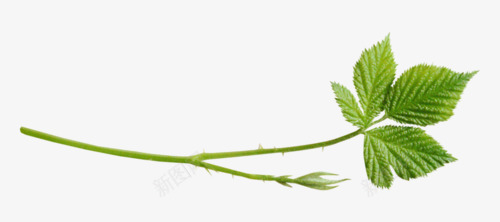 薄荷叶子装饰png免抠素材_新图网 https://ixintu.com 叶子 图片 薄荷 装饰