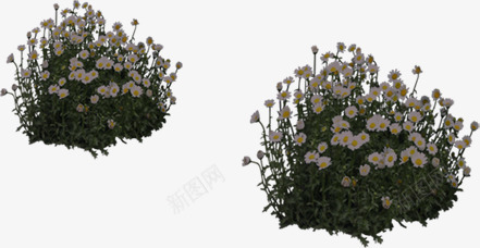 白色草丛花朵环境png免抠素材_新图网 https://ixintu.com 环境 白色 素材 花朵 草丛
