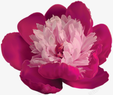 紫色多层盛开花朵png免抠素材_新图网 https://ixintu.com 盛开 紫色 花朵