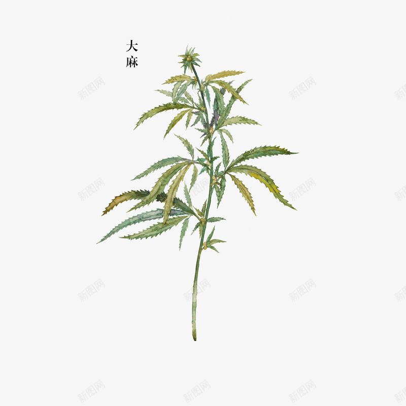 草药大麻png免抠素材_新图网 https://ixintu.com 彩绘图 手绘 手绘中药材 植物 草药大麻