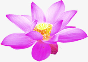 紫色盛开荷花毛笔字png免抠素材_新图网 https://ixintu.com 毛笔字 盛开 紫色 荷花