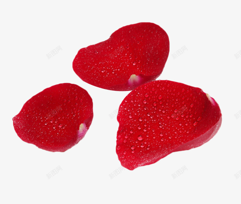 红色玫瑰花瓣png免抠素材_新图网 https://ixintu.com 唯美 地上的花瓣 植物 玫瑰花瓣 红色 花卉 花瓣 落地的花瓣 落花 露珠