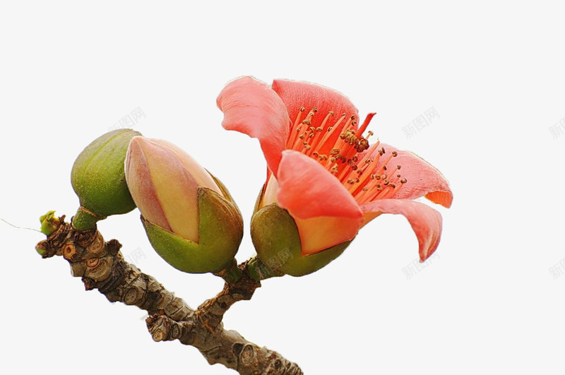一朵绽放的木棉花带两个花苞png免抠素材_新图网 https://ixintu.com 一个花苞 一个花骨朵 一朵花 向上绽放 实物 木棉花树 棕色枝条 盛开 红棉花 红色 花开 花蕊