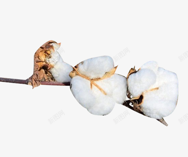 盛开的精梳棉棉花png免抠素材_新图网 https://ixintu.com 植物 盛开 精梳棉 精梳棉棉花 绽放