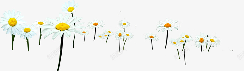 白色户外雏菊花朵png免抠素材_新图网 https://ixintu.com 户外 白色 花朵