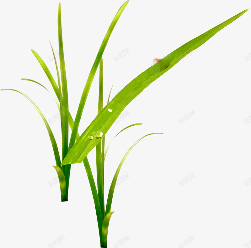 绿色植物美景露珠png免抠素材_新图网 https://ixintu.com 绿色植物 美景 露珠