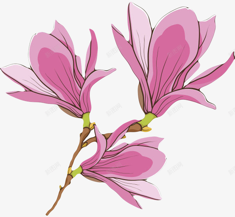 红色带香味三分支的玉兰花瓣卡通png免抠素材_新图网 https://ixintu.com 分支 喜光 木兰科 植物界 玉兰花瓣 盛开 红色带香味三分支的玉兰花瓣卡通手绘免费下载 纹理 耐寒 芳香油 药用价值 观赏植物