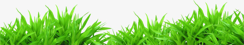夏日海报植物效果草丛png免抠素材_新图网 https://ixintu.com 夏日 效果 植物 海报 草丛