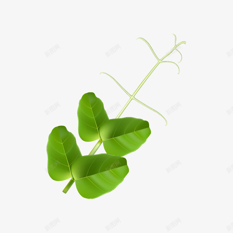 蔬菜厨房食材png免抠素材_新图网 https://ixintu.com 厨房食材 绿色食品 美食 菜叶 蔬菜 食物