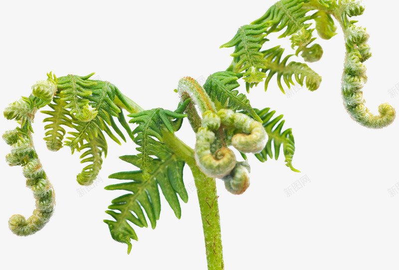 天星蕨植物幼芽psd免抠素材_新图网 https://ixintu.com 厚囊蕨纲 特写 绿色 蕨类