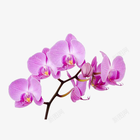 兰花短杈png免抠素材_新图网 https://ixintu.com 兰花 盛开 紫色花瓣 花杈
