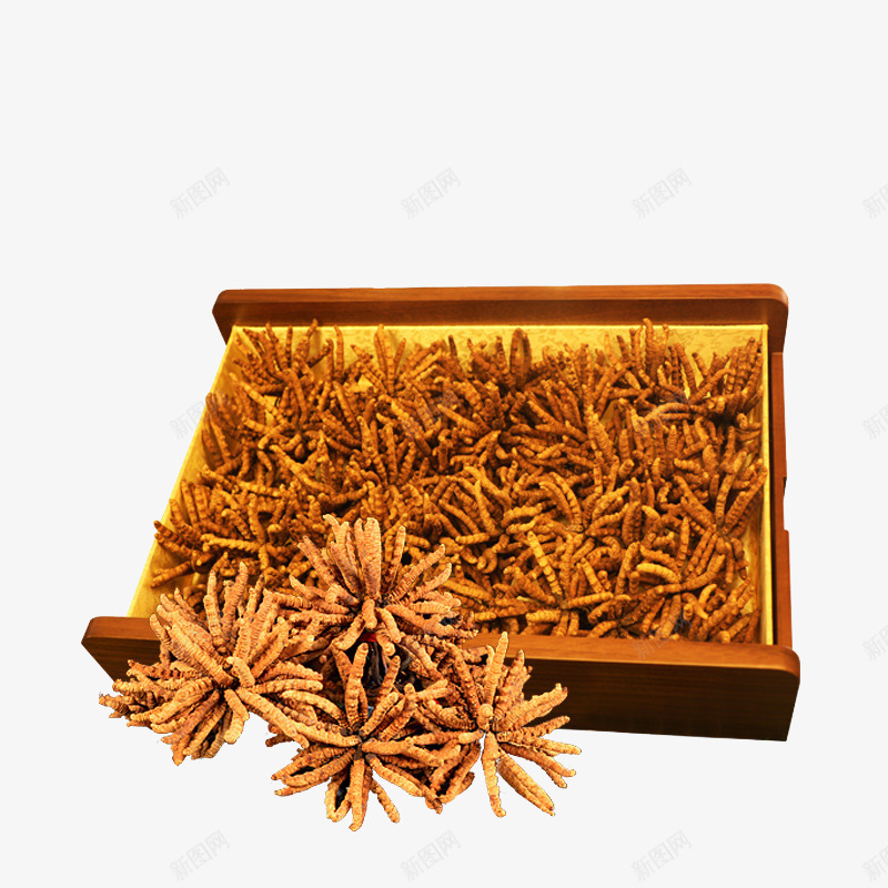 中药材冬虫夏草虫草png免抠素材_新图网 https://ixintu.com 中华人民共和国西藏自治区 中国西藏 中药 产品实物 断草 新草 纯天然 药材 西藏那曲 道地虫草 野生