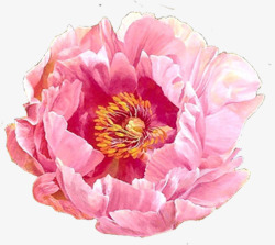 粉色水彩花朵盛开装饰素材