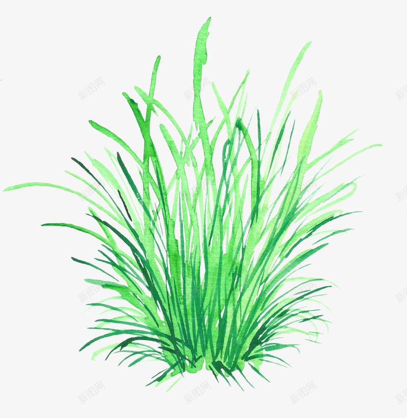 水彩绿草png免抠素材_新图网 https://ixintu.com 植物 水彩植物 绿色 草丛