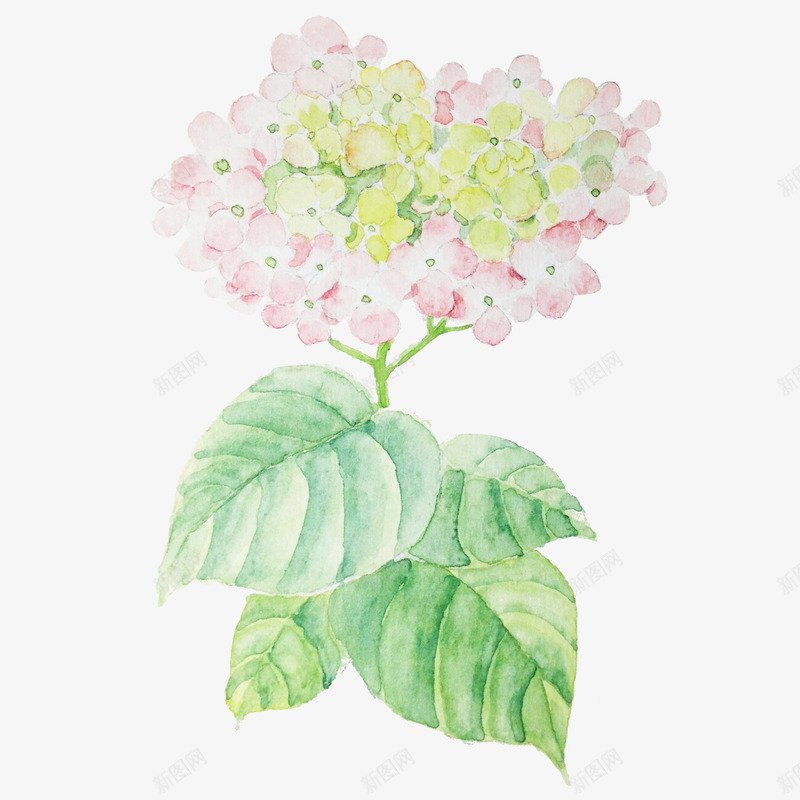粉色绣球花png免抠素材_新图网 https://ixintu.com 卡通 叶子 手绘 粉色 绣球花 装饰 风暴