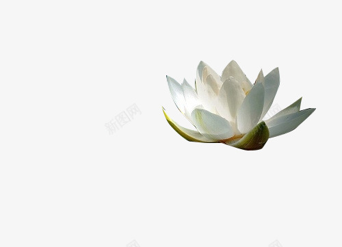 白色盛开的荷花插画png免抠素材_新图网 https://ixintu.com 插画 白色 盛开 荷花