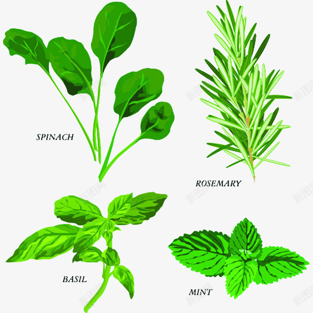 手绘厨房新鲜调料植物插画png免抠素材_新图网 https://ixintu.com 手绘 手绘迷迭香 植物 绿叶 薄荷 调料 迷迭香 食物 香料