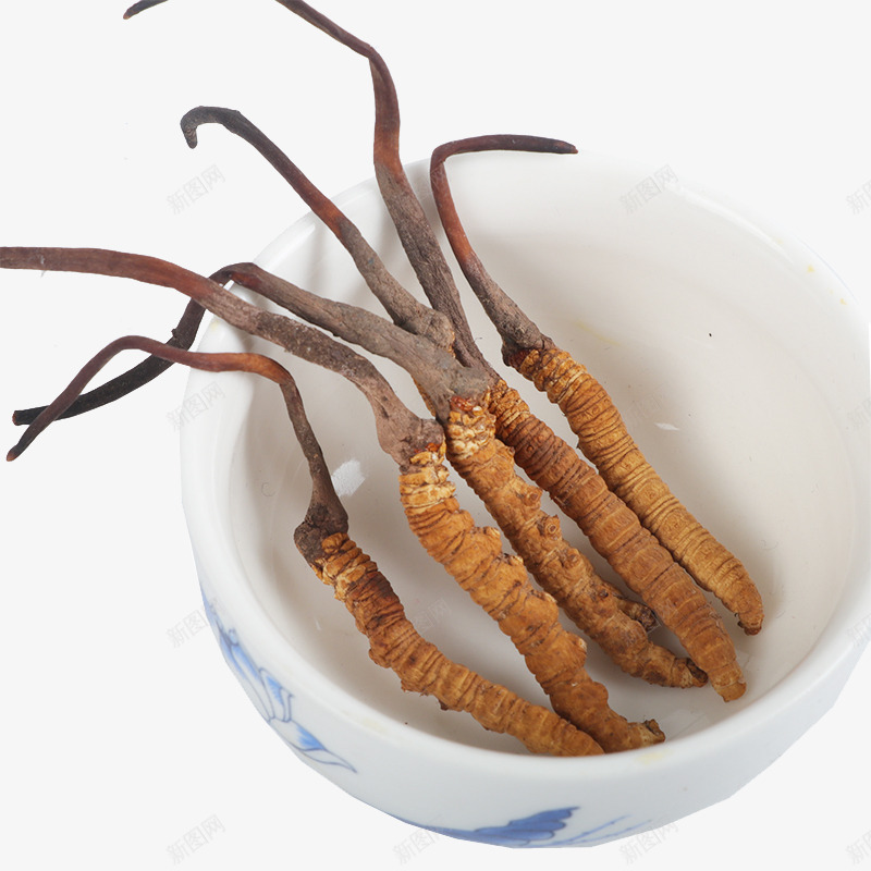 药材道地虫草冬虫夏草中药png免抠素材_新图网 https://ixintu.com 中华人民共和国西藏自治区 中国西藏 中药 中药材 产品实物 断草 新草 纯天然 虫草 西藏那曲 野生