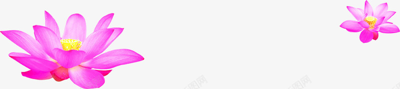 粉色盛开荷花毛笔字png免抠素材_新图网 https://ixintu.com 毛笔字 盛开 粉色 荷花