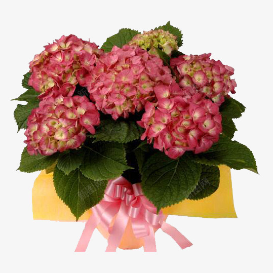 绣球花花束png免抠素材_新图网 https://ixintu.com 娇嫩 娇艳欲滴 盛开 碧绿的叶子 红色绣球花 绣球花 花束