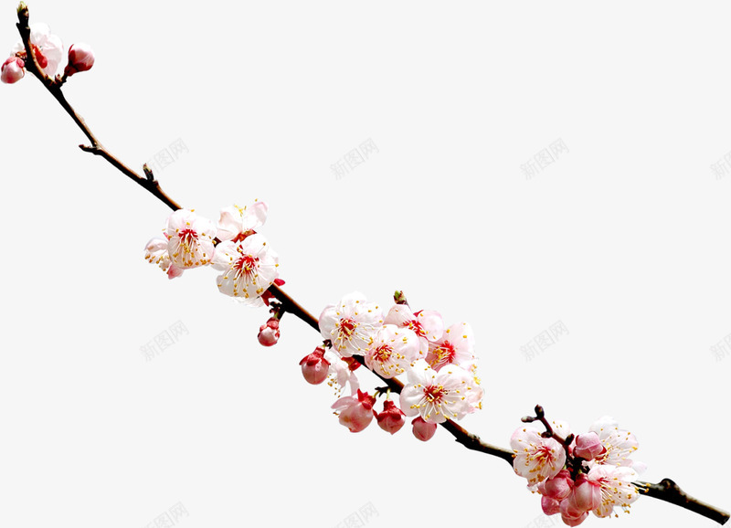 韩国水墨画韩国文化花朵png免抠素材_新图网 https://ixintu.com 水墨 水墨画 水彩 花 花朵 韩国 韩国元素 韩国文化 韩国水墨画