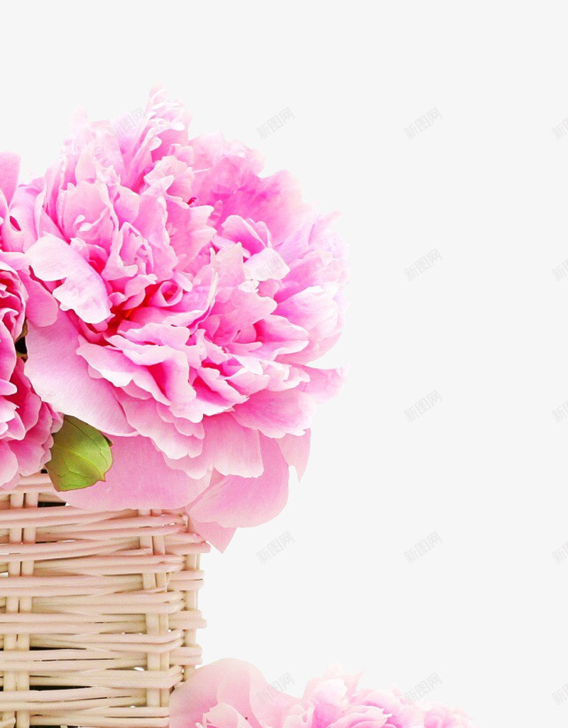绽放的花png免抠素材_新图网 https://ixintu.com 唯美 平面设计素材 盛开的话 粉色话