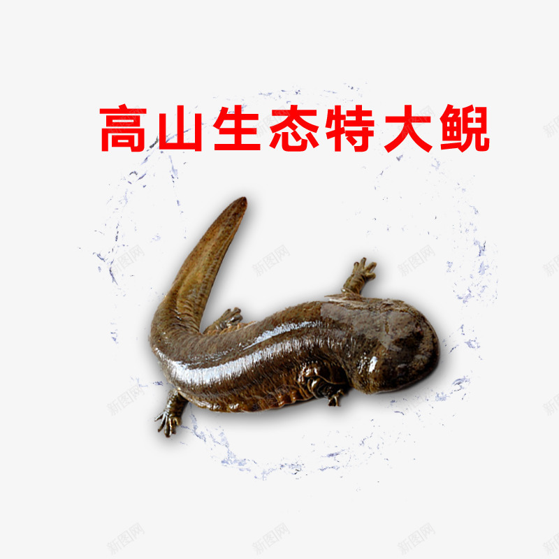 高山生态大鲵png免抠素材_新图网 https://ixintu.com 大鲵 生态鱼 鱼